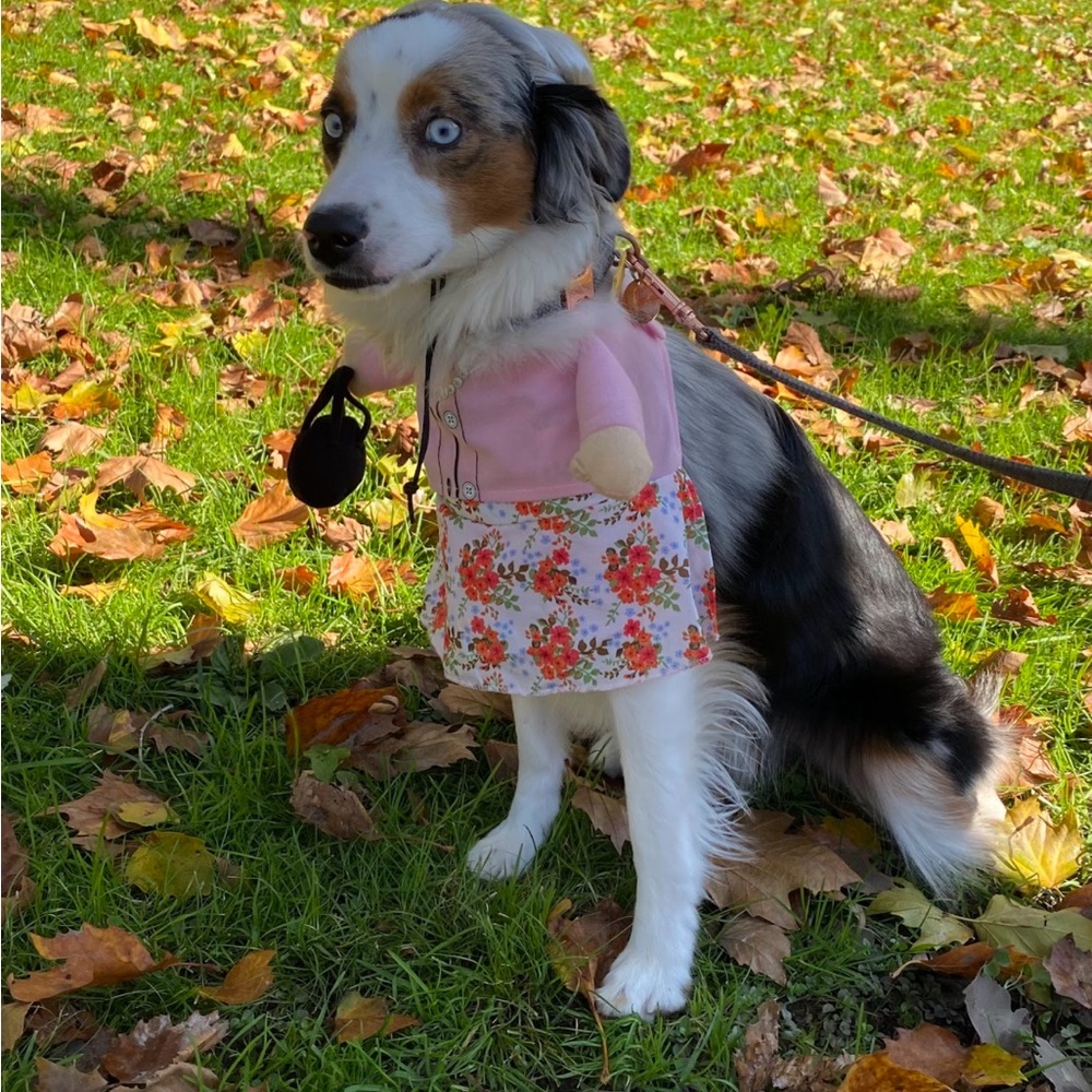 Grandma medium dog costume for halloween